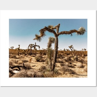 Joshua Tree National Park, California Posters and Art